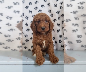 Poodle (Standard) Puppy for sale in EDINA, MO, USA