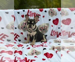 French Bulldog Puppy for sale in TAMPA, FL, USA