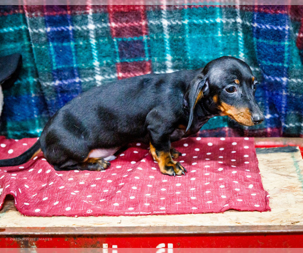 Medium Photo #43 Dachshund Puppy For Sale in WAKARUSA, IN, USA