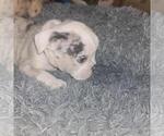 Small #9 Olde English Bulldogge