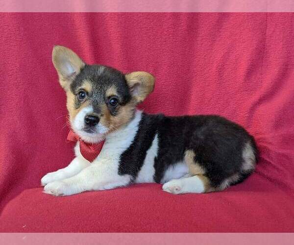 PuppyFinder.com - View Ad: Photo #3 of Listing Pembroke Welsh Corgi ...