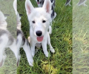 Siberian Husky Puppy for sale in JACKSONVILLE, FL, USA