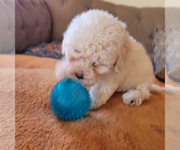 Medium Photo #4 Maltipoo Puppy For Sale in LAKESIDE, CA, USA