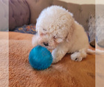 Small #3 Maltipoo
