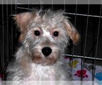 Small #8 Schnoodle (Miniature)