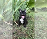 Small #2 French Bulldog