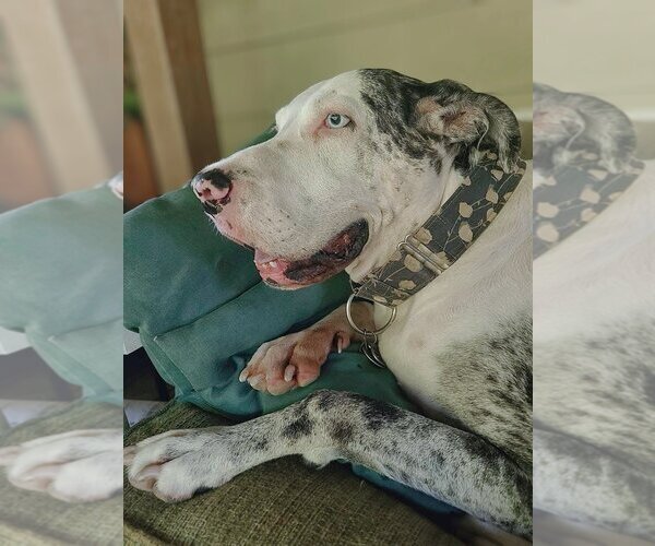 Medium Photo #1 Great Dane Puppy For Sale in Bullard, TX, USA