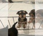 Small Photo #8 Morkie Puppy For Sale in LEBANON, MO, USA
