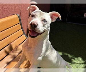 Medium American Pit Bull Terrier