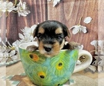 Small #4 Morkie