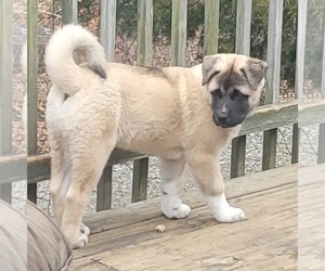 Akita Puppy for sale in FREEDOM, IN, USA
