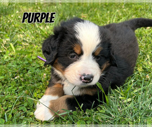 Bernese Mountain Dog Puppy for sale in KIRKSVILLE, MO, USA