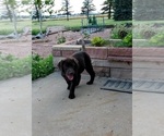 Small Photo #11 Labrador Retriever Puppy For Sale in FLAGLER, CO, USA