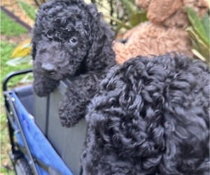 Goldendoodle Puppy for sale in CAPE CORAL, FL, USA