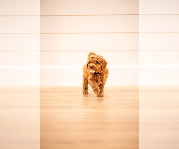 Medium Photo #4 Poodle (Miniature) Puppy For Sale in ASH GROVE, MO, USA