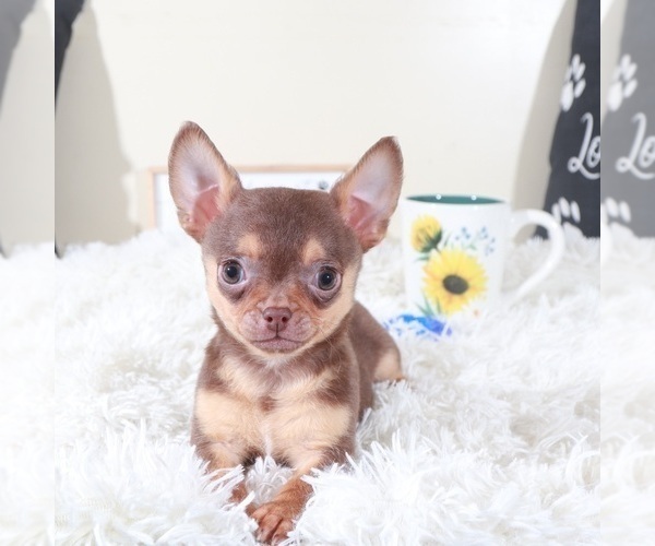 Medium Photo #3 Chihuahua Puppy For Sale in MOUNT VERNON, OH, USA