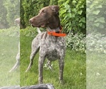 Small #4 German Shorthaired Pointer
