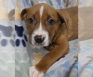 Pepper - Female Shepradors Dog for Adoption - Photo #11