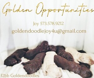 Goldendoodle Puppy for Sale in DIXON, Missouri USA