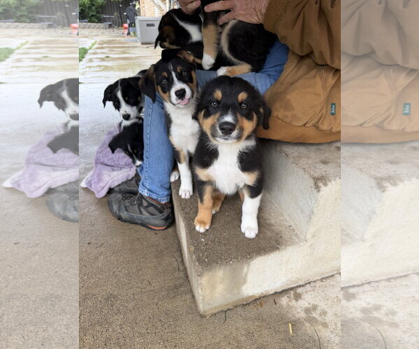 Medium Photo #3 Border Collie-Unknown Mix Puppy For Sale in Sandy, UT, USA