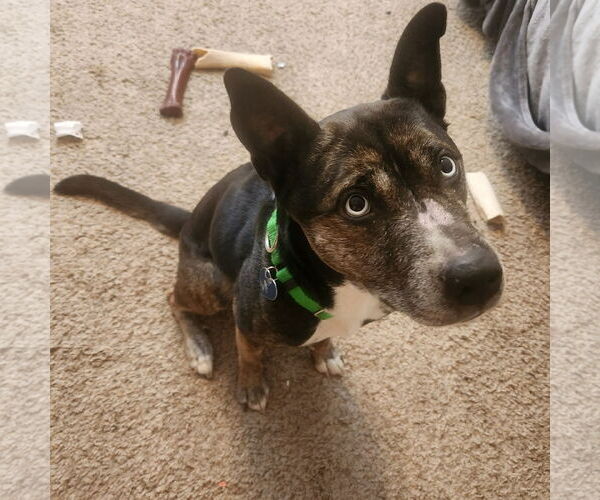 Medium Photo #3 Mutt Puppy For Sale in Fargo, ND, USA