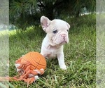 Small #3 French Bulldog