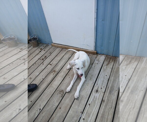 Medium Photo #10 Mutt Puppy For Sale in Murfreesboro, NC, USA