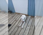 Small #9 Mutt