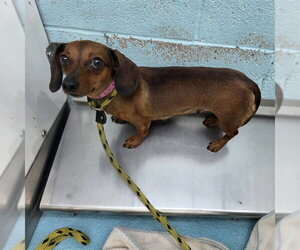 Dachshund-Unknown Mix Dogs for adoption in Long Beach, CA, USA