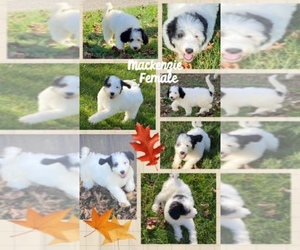 Pyredoodle Puppy for sale in LOST CREEK, WV, USA