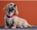 Small Photo #43 Dachshund Puppy For Sale in CROWLEY, TX, USA