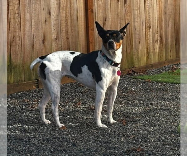 Medium Photo #4 Rat Terrier-Unknown Mix Puppy For Sale in Bellevue, WA, USA