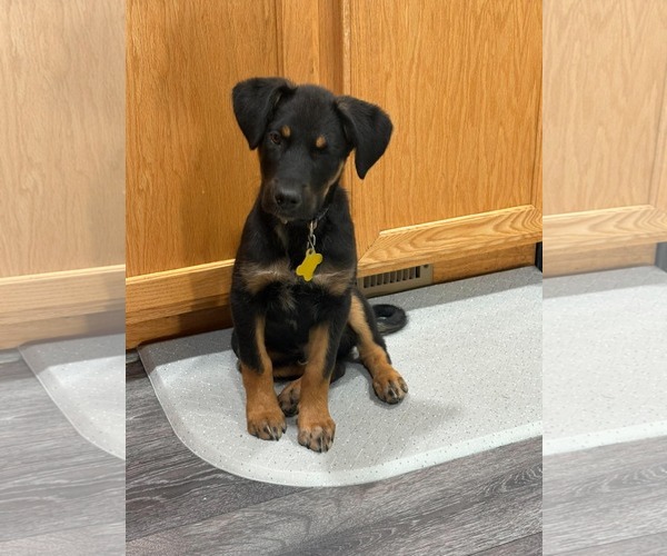 Medium Photo #6 Collie-Unknown Mix Puppy For Sale in Sandy, UT, USA