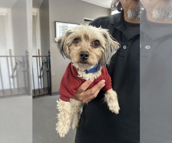 Medium Photo #1 Mal-Shi Puppy For Sale in W Hollywood, CA, USA