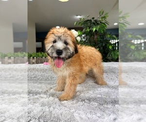 Soft Coated Wheaten Terrier Puppy for sale in GREENFIELD, IN, USA