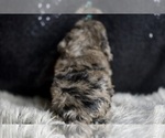 Small #3 Poodle (Toy)