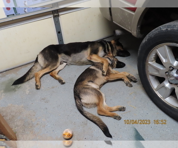 Medium Photo #3 German Shepherd Dog Puppy For Sale in STERLING HEIGHTS, MI, USA