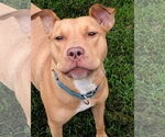 Small #5 American Staffordshire Terrier Mix