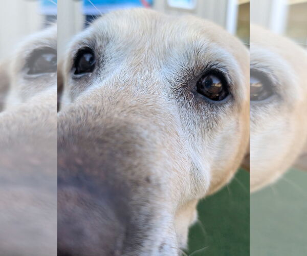 Medium Photo #3 Labrador Retriever Puppy For Sale in Salinas, CA, USA