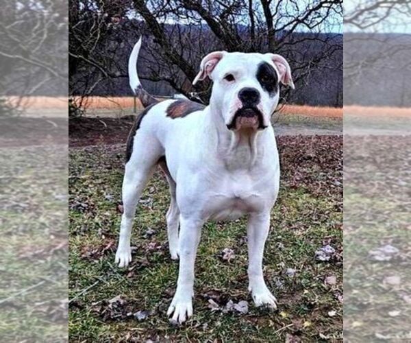 Medium Photo #1 Alapaha Blue Blood Bulldog Puppy For Sale in SHELOCTA, PA, USA