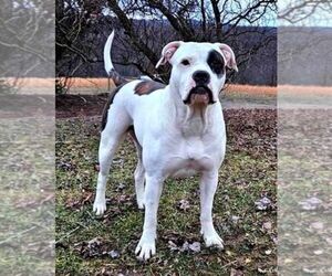 Mother of the Alapaha Blue Blood Bulldog puppies born on 05/26/2025