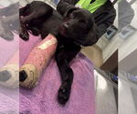 Small #2 Labrador Retriever
