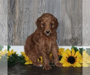 Goldendoodle-Poodle (Standard) Mix Puppy for sale in HONEY BROOK, PA, USA