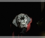 Small #15 Cane Corso