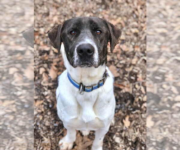 Medium Photo #8 Labrador Retriever-Unknown Mix Puppy For Sale in Rockaway, NJ, USA
