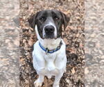 Small #7 Labrador Retriever Mix
