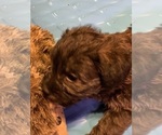 Small Photo #9 Poodle (Toy)-Shorkie Tzu Mix Puppy For Sale in LAKE GEORGE, NY, USA