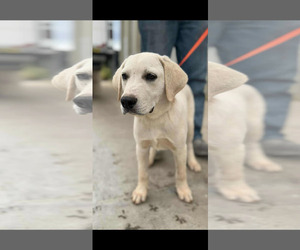 Labrenees Dogs for adoption in Coralville, IA, USA
