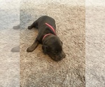 Small Photo #3 Doberman Pinscher Puppy For Sale in N FAIRFIELD, OH, USA