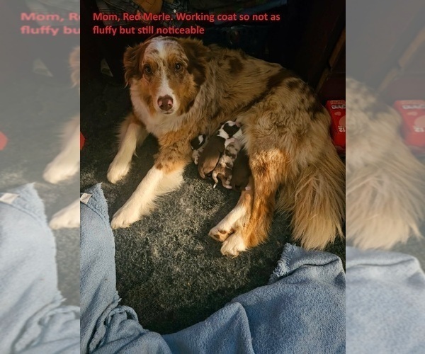 Medium Photo #1 Australian Shepherd Puppy For Sale in FLEMINGSBURG, KY, USA